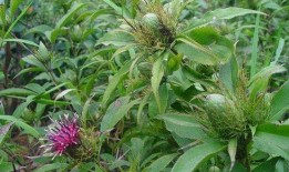 白术最新技能爆料视频